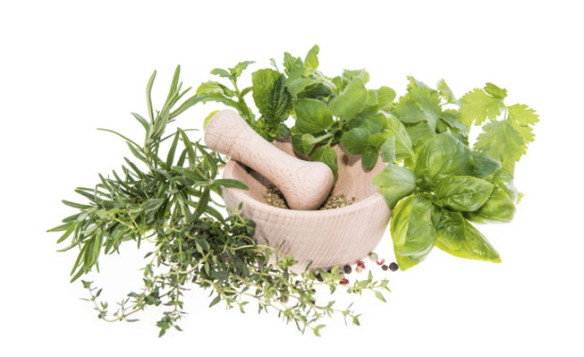 medicinal herbs